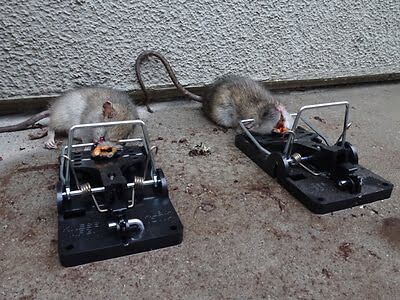 rodent trapping